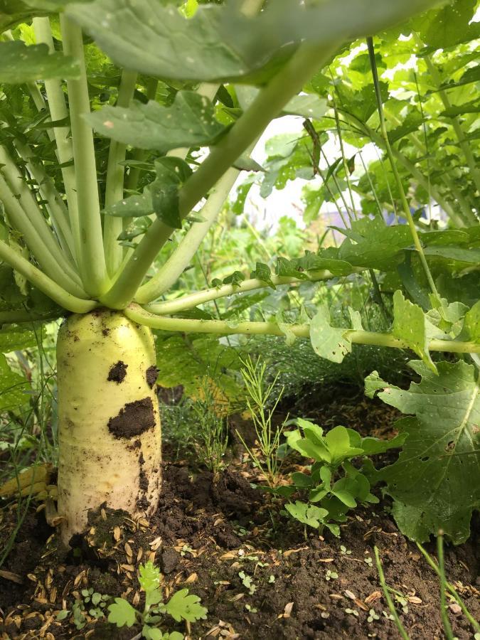 Radish House * Semboku